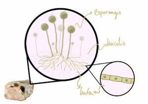 Observación de mohos y levaduras