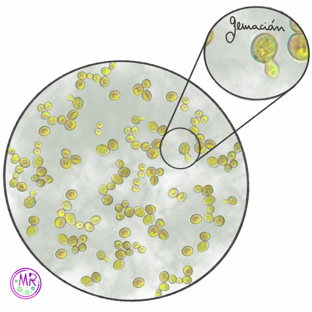 Ilustración de una muestra de levaduras al microscopio óptico, en la que pueden verse diferentes células en estado de gemación