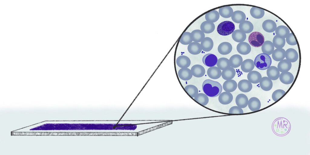 Ilustración de células sanguíneas en microscopio óptico 