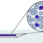 Células sanguíneas microscopio óptico ilustración