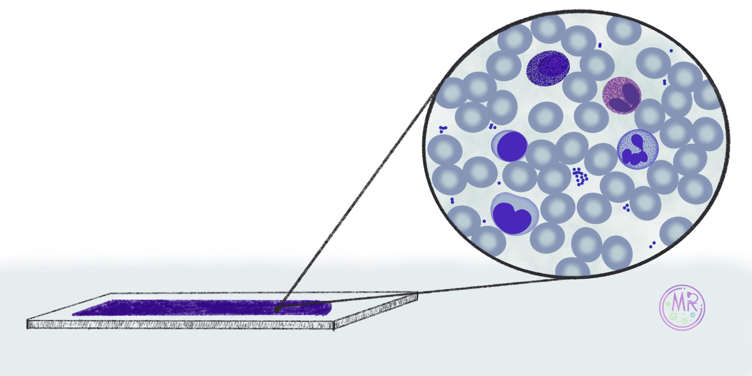 Células sanguíneas microscopio óptico ilustración