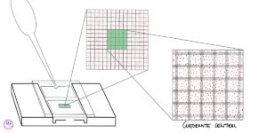 Recuento de eritrocitos - Cámara de Neubauer