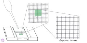 Recuento de plaquetas - Cámara de Neubauer