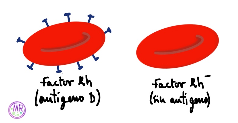 Antígenos de membrana en el factor Rh