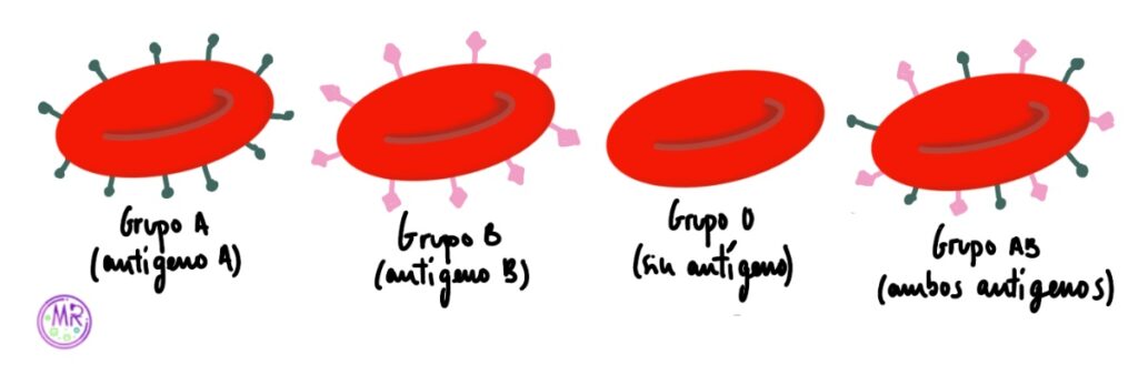 Antígenos de membrana sistema AB0